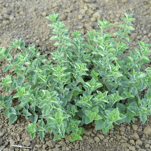 Greek Oregano Herb Seeds for Planting, 2500+ Seeds Per Packet, (Isla's Garden Seeds), Non GMO & Heirloom Seeds, Botanical name: Origanum vulgare, ...