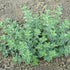 Greek Oregano Herb Seeds for Planting, 2500+ Seeds Per Packet, (Isla's Garden Seeds), Non GMO & Heirloom Seeds, Botanical name: Origanum vulgare, ...