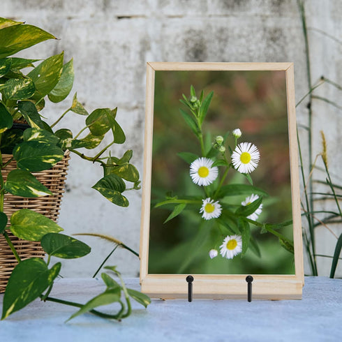 Plate Stands for Display, 4 Pcs 4-1/4 Inch Plate Holder Display Stand, Metal Iron Picture Frame Holders Stand for Book Photo Small Easels Plaque D...