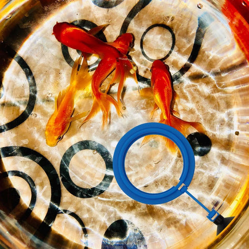 zhuohai Fish Feeding Ring Floating Food Feeder Circle with Suction Cup Easy to Install Aquarium (Round)...