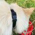 Classic Nylon Webbing Adjustable Dog Collars,Soft and Smooth Traditional 3/4 Inch Wide Dog Collars with Quick Release Buckle for Medium Dogs. (Med...
