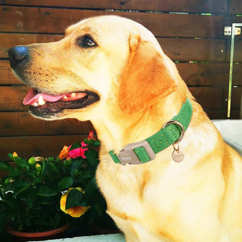 Dog Collar - Cute & Comfy Cotton Pet Collar, Adjustable Lightweight Design with Quick-Release Buckle, for Small, Medium & Large Dogs - Multiple St...