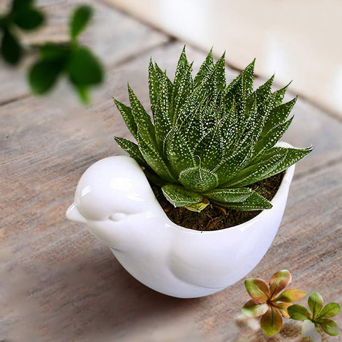 GeLive White Bird Ceramic Succulent Planter Animal Plant Pot Flower Vase Bonsai Windowsill Box with Drainage Saucer Adorable Indoor Home Decoratio...