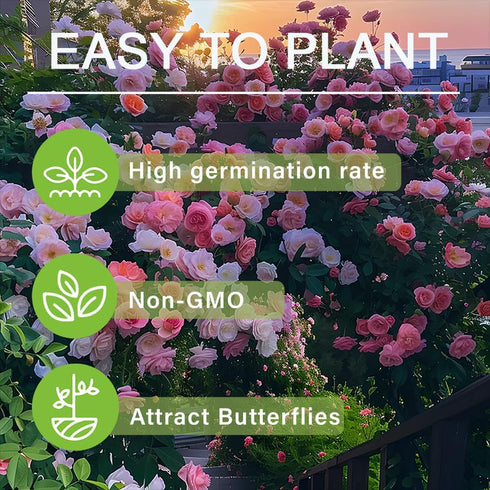 250+ Mix Climbing Roses Flowers Seeds -Rose Bushes Vine Climber Rose Seeds for Planting Outdoors-High Germination Rate Ornamental Your Garden...
