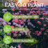 250+ Mix Climbing Roses Flowers Seeds -Rose Bushes Vine Climber Rose Seeds for Planting Outdoors-High Germination Rate Ornamental Your Garden...