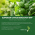 SoActive Bergamot: 2.5X More Effective, Italian Citrus Bergamot Phytosome - Clinically Validated | Enhanced with Grape Seed Extract with 95% PAC -...