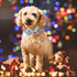 Christmas Dog Collars for Large Dog with Bow Tie,Blue Dog Collar with Safety Metal Buckle Adjustable Puppy Collars for Small Medium Dog,Boy&Girl&m...