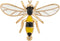 Knighthood Men's Honey Bee Wing Lapel Pin/Brooch Yellow and Black...