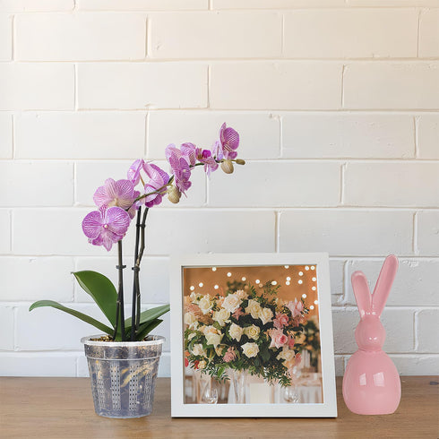 8 Pack Orchid Pot, 4.5in Orchid Pots with Holes, Orchid Pots for Repotting with Clips, Clear Plastic Plant Pot for Indoor Outdoor Plants?4.5in, 8 ...