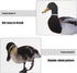 6pcs Garden Decoration Insert Easter Figurines Back Yard Decor Yard Decoration Duck Lawn Sculpture Stake Duck Yard Sign Backyard Decor Animal Inse...