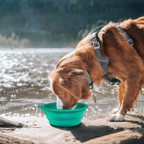 COOYOO Collapsible Dog Bowls 700ML,2 Pack Portable Collapsible Dog Water Bowls for Cats Dogs,Pet Foldable Feeding Watering Dish for Traveling Camp...