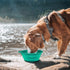 COOYOO Collapsible Dog Bowls 700ML,2 Pack Portable Collapsible Dog Water Bowls for Cats Dogs,Pet Foldable Feeding Watering Dish for Traveling Camp...