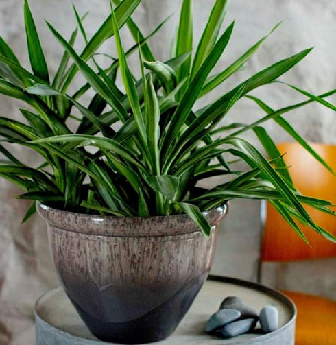 The HC Companies 9 Inch Pizzazz Decorative Round Planter - Lightweight Premium Resin Plant Pot with a Ceramic Look for Indoor Outdoor Use, Foggy G...