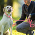 Slip Lead 6 FT for Medium and Large Dogs,Puppy Dog Training Leash Heavy Duty,No Pull Reflective Nylon Dog Leash,Rope Training Leash for Dogs That ...