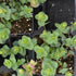 CHUXAY GARDEN 50 Seeds Origanum 'Kirigami',Ornamental Oregano,Wild Marjoram 'Kirigami' Ornamental Oregano Flowering Herb Plant Lovely Light Purple...