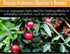Clinical Daily Blood Circulation Supplements. Butchers Broom, Horse Chestnut, Hawthorn, Cayenne, Arginine, Diosmin Varicose Veins Treatment for Le...