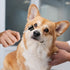 2 Pcs Dog Tear Comb Tear Stain Remover Comb Double-Head Dog Eye Brush Dog Eye Cleaning Comb Dog Eye Comb Brush Pets Grooming Comb Double-Sided for...