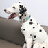 MR. CHUBBYFACE Spring Summer Dog Collar Cute Blue Beer Dog Collar Girl Boy Dog Collar for Small Medieum Large Dogs...