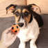 2'' Latex Squeaky Dog Soccer Ball Toys, Dog Football Ball for Puppy Small Medium Dogs, Vibrant Colors Soccer Chew Fetch Throw Ball 6 Pcs/Set...
