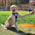 Cutie's PetBox Dog Leash for Medium and Large Breeds - Heavy-Duty Reflective Nylon Rope, 5ft (Blue)...