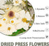 50Pcs Dried Pressed Flowers Real Pressed Flowers Natural Dry Leaves Bulk Mixed Colorful Herbs Kit with Tweezers for Scrapbooking DIY Candle Jewelr...