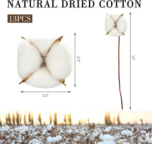 DomeStar 13 Bundles of Cotton Stems, 16.5" Natural Dried Cotton Stalks with Bolls Cotton Blooms Floral Stems for Vase Fillers...