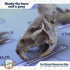 Barn Owl Pellet (Small 1.0-1.5") 1 Pack Kit for Science Teachers and Kids and Students includes Tools & Chart...