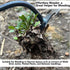 2024 Upgrade Weed Puller Tool with 4 Teeths - Multifunctional Hand Weeder for Garden - Durable & Portable Garden Weeding Tool for Vegetable Garden...
