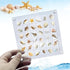 Acrylic Magnetic Seashell Display Box- Seashell Storage Box Display Case- Small Craft Organizers Container for Bead, Nail, Jewelry, Square, Seashe...