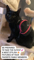 LLC Dog Backpack, Cat Backpack, Small Carrier | Clip on Harness or Leash, Fun Pet Treat Holder, Toy Bag, or Waste Dispenser | OG Neon Series Color...