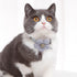 NA SooGree Cat Collar, Bow Tie Kitten Collar Bandana Adjustable Pet Neck Bows with Removable Bowtie Bandana Cute Flower Collar Accessories Gift fo...