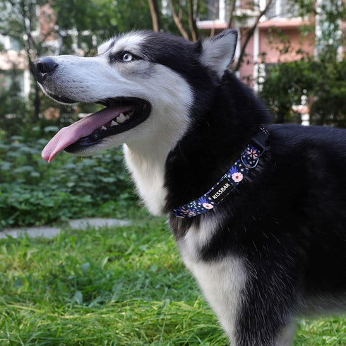 KISSBAK Dog Collar for Medium Dogs - Special Design Cute Girl Dog Pet Collar Soft Adjustable Fancy Floral Girl Puppy Dog Collars (M, Pineapple Flo...