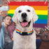 WHIPPY Rainbow Flag Dog Collar Soft Gay Pride Puppy Collar LGBTQ Pet Collar for Parade Adjustable LGBT Rainbow Stripe Dog Collar with Buckle for S...