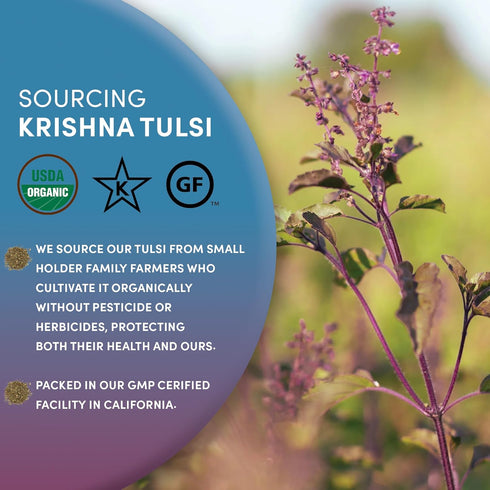 Worldwide Botanicals Organic Holy Basil Tea, 8oz - Tulsi Krishna - Loose Leaf Premium Herbal Tea, 100% Pure Tulsi Holy Basil, Fair Trade, Adaptoge...