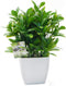 OFFIDIX Artificial Eucalyptus Plants with White Square Vase Small Artificial Tree for Office Desktop Decor Fake Plants for Home and Office Indoor ...