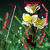 Solar Daffodil Flower Light Garden Outdoor Stake LED Waterproof Lamp 2 Pack Artificial Plant Outside Decorative Pathway Yard for Landscape...