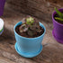 TDHDIKE 10 Pcs Plastic Planters Indoor Pots, Mini Flower Seedlings Nursery Flower Pot with Pallet, Modern Decorative Gardening Containers...