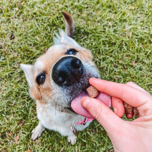 HOLI Elk & Venison Freeze Dried Dog Treats - All Natural and Wild Caught | Vitamin and Mineral Fortified | Made in USA - Human Grade - Grain Free ...