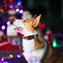 Elegant little tail Christmas Dog Collar, Red Pet Collar Dog Durable Plaid Dog Collars Girl or Boy Holiday Pet Gift Adjustable Dog Collar for Medi...