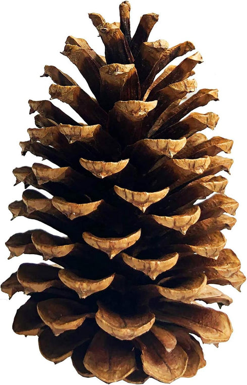 DKKRRNT PineCones Tall Bulk Package All Natural,Real Preserved Pine Cones Big Pinecones and Perfect Natural Pine Cones for Christmas Hanging Ornam...