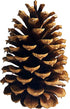 DKKRRNT PineCones Tall Bulk Package All Natural,Real Preserved Pine Cones Big Pinecones and Perfect Natural Pine Cones for Christmas Hanging Ornam...