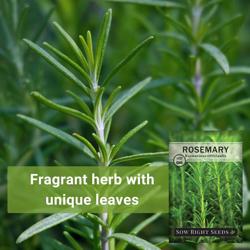 Sow Right Seeds - Rosemary Seed for Planting - Non-GMO Heirloom Packet with Instructions to Plant and Grow a Kitchen Herb Garden - Indoors or Outd...