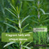Sow Right Seeds - Rosemary Seed for Planting - Non-GMO Heirloom Packet with Instructions to Plant and Grow a Kitchen Herb Garden - Indoors or Outd...