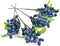 HUIANER Artificial Berries, 4pcs Artificial Blueberry with Stems Christmas Lifelike Fruits Fake Blueberries Simulation Flowers for Valentine's Day...