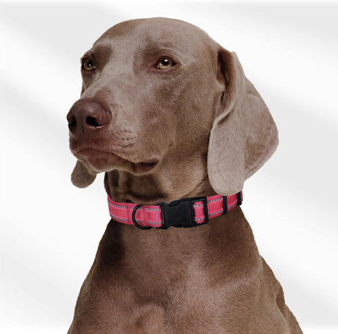 Mile High Life | Nylon Night Light Glow Collar for Medium Dogs | Reflective Band Cat Collar | Fluorescence self-luminescence Strap Puppy Collar | ...