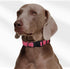 Mile High Life | Nylon Night Light Glow Collar for Medium Dogs | Reflective Band Cat Collar | Fluorescence self-luminescence Strap Puppy Collar | ...
