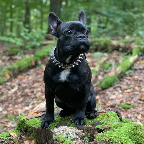 Spiked Dog Cat Collar Male Black Soft Leather Spike Puppy Collars Adjustable Mushroom Anti Bite Studded Dog Collars for Small Medium Large Dogs Ch...