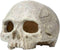 Aquarium Ornament - Emulational Skull Decor Resin decorations...
