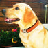 Reflective Dog Collar,Metal Buckle Soft Neoprene Padded Breathable Nylon Pet Collar Adjustable for Small Medium Large Boys Girls Dogs (Orange, Lar...