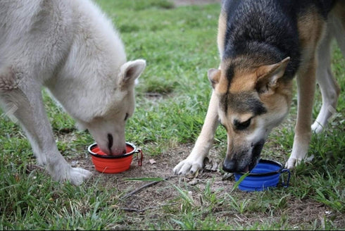 Mr. Peanut's Collapsible Dog Bowls, Set of 3 Colors, Dishwasher Safe BPA Free Food Grade Silicone Portable Pet Bowls, Foldable Travel Bowls for Fe...